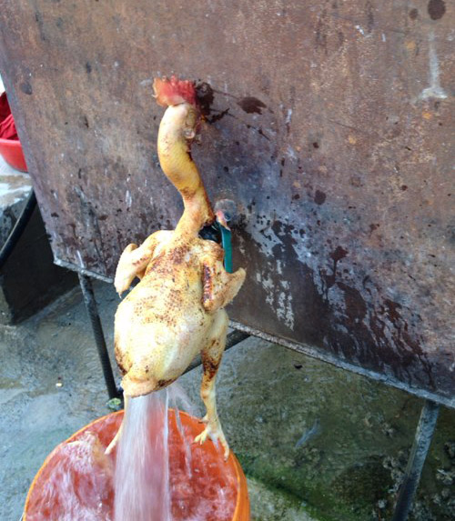 笑死人不偿命的搞笑图片：小鸡喷泉